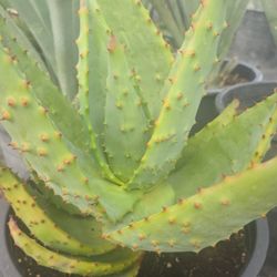 Aloe Marlothii