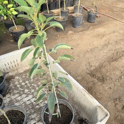 Gem Avacado On zutano And G6 Rootstock