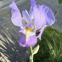 One gallon purple iris plant Pick up only