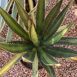Agave Plants 
