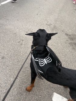 Dog Large Bat Wing Costume