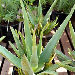 Aloe Vera Plants Large- Medium