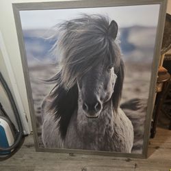 Horse Photo Wall Art 
