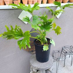 Philodendron Seloum