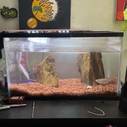 Fish And 10 Gallon Fish Tank 