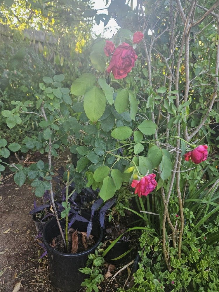 Rose Tree