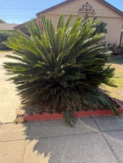 Palm tree