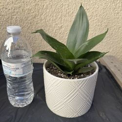 Starfish Snake Plant