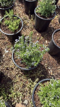 Rosemary Huntington carpet