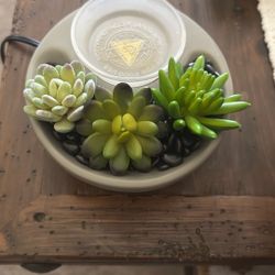 Succulent Scentsy Element Warmer