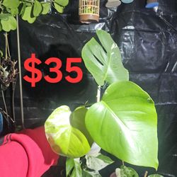 Monstera Albo Rooted Plants 