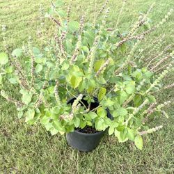Holi Basil (Tulsi)