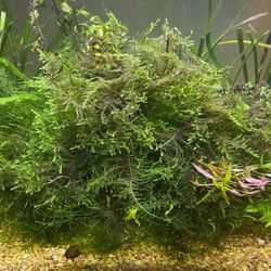 Java Moss Aquarium Plant