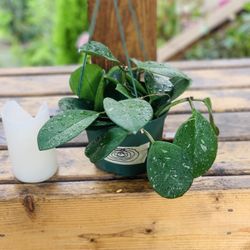 Live indoor Hoya Obovata Splash in a hanging plastic planter pot—firm price