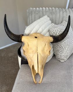 Buffalo skull