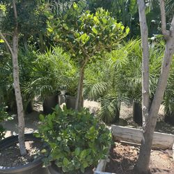 2 Tiers Topiary Bonsai 