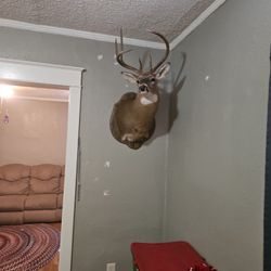 Dear Mount