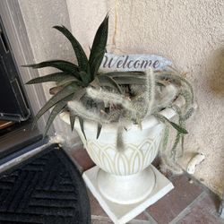 Succulents With Pot Planter 