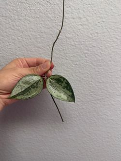 Hoya ex-01 cutting