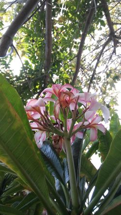 Plumeria Cuttings Rainbow
