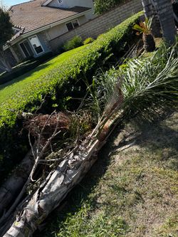 Queen Palms FREE