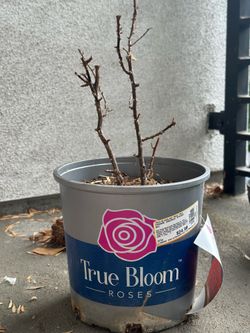 Rose Plant Cutting with Nursery Pot