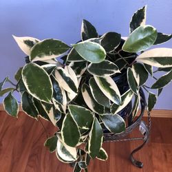 Rare Tricolor Hoya Krimson Queen, Hoya Carnosa Variegata, Live Tricolor Hoya Potted Plant 