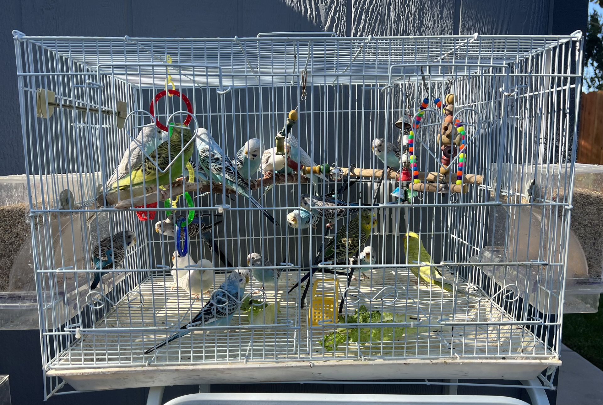 Bird Cage.
