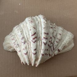 Bear Paw Clam shell, For Home Decor