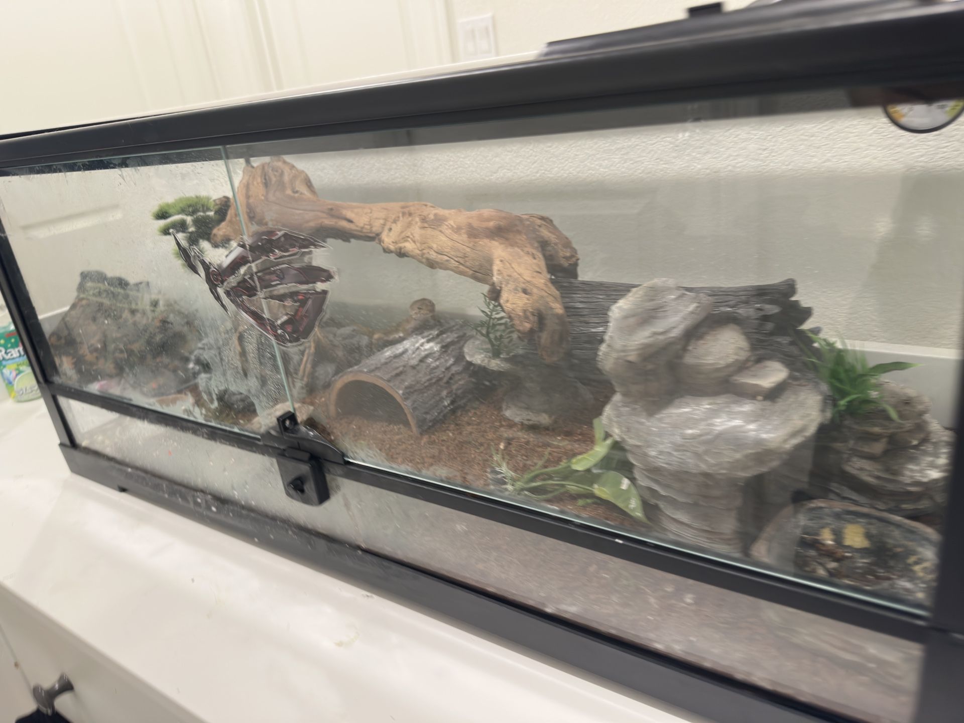 Leopard Gecko