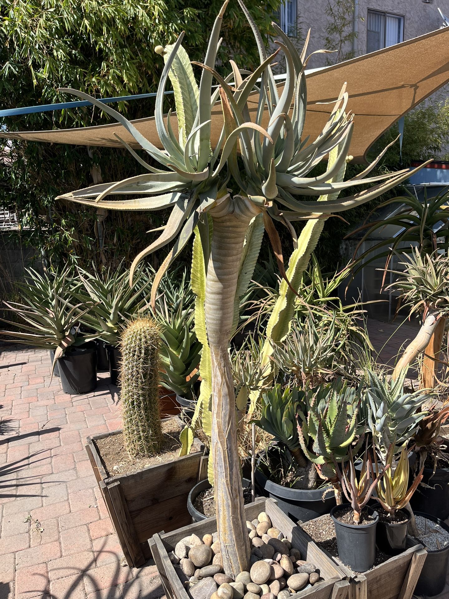 Aloe Dichotoma