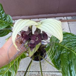 8” white bat plant very rare 