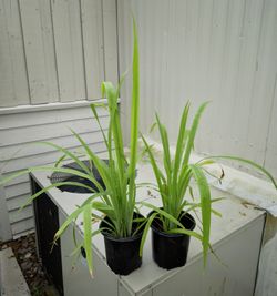 Yellow Walking Iris Plants 