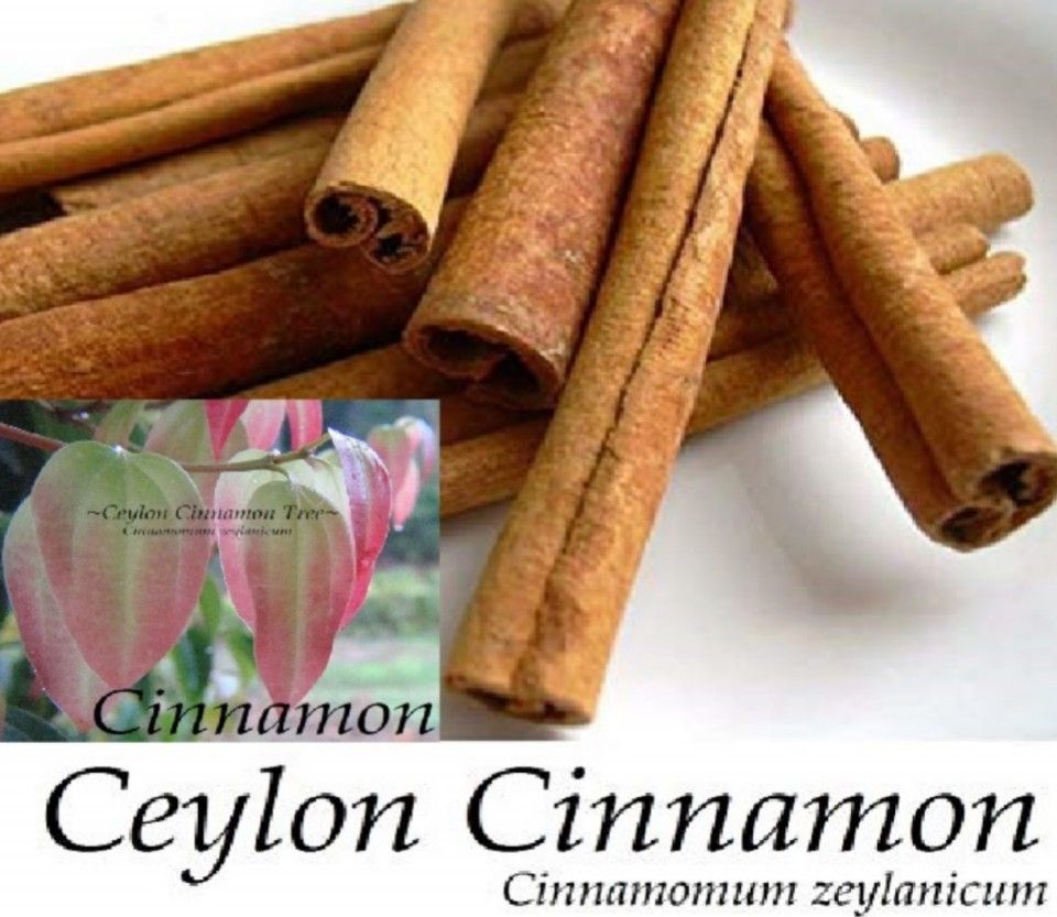 Cinnamon Trees 3gal Arboles De Canela En 3gal