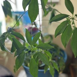 A Beautiful Healthy Umbrella Plant