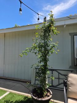 $150 Cecile Brunner climbing rose 🌿 about 7 feet tall