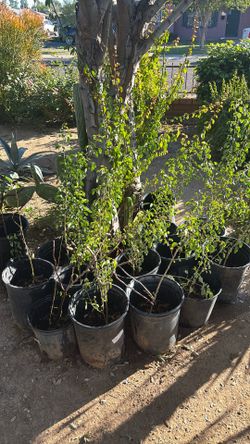 Guamuchil Tree $30 Each