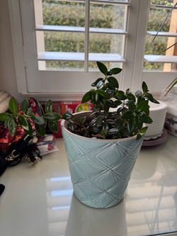 Goldfish Plant in Blue Ceramic Planter