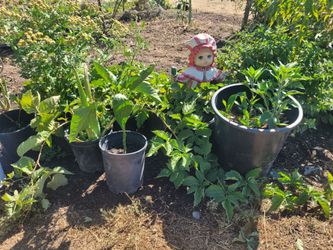 Plantas chiles jalapeños seranos de arbol oregano savila durasno granada nopales