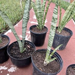 Sansevieria Zeylanica "Snake Plant"