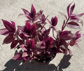 Tradescantia Zebrina