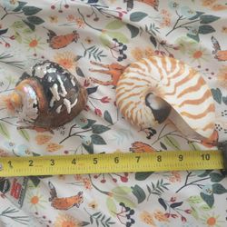 Nautilus And Turbo Sea Shells
