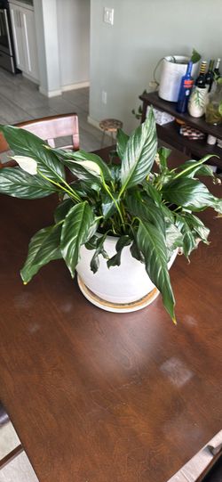 Peace lily plant