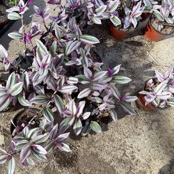 Succulents