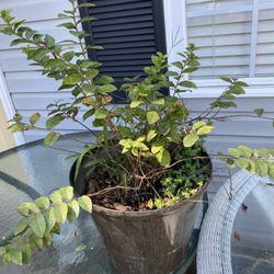 Healthy Potted Crepe Myrtle