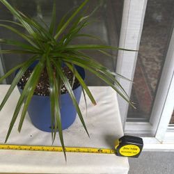Dracaena