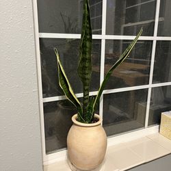 Smaller snake plant & pot—$5 
