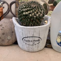 Cacti About To Bloom
