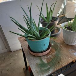 Plants Each $10