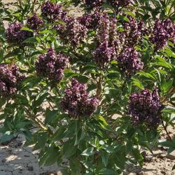Holy Basil Plant (TULSI) 